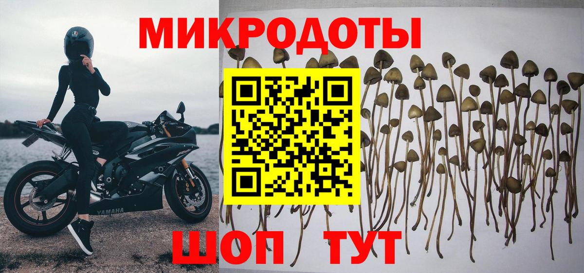 Псилоцибиновые грибы Psilocybine cubensis Северобайкальск
